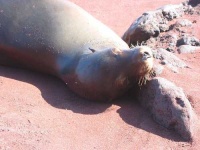 image of sea_lion