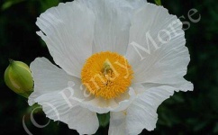 image of flower