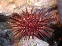 image of sea_urchin