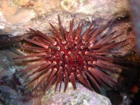 image of sea_urchin #24