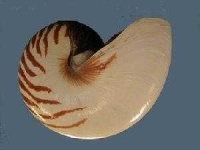 image of nautilus