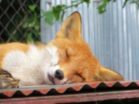image of animal