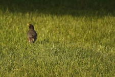 image of robin