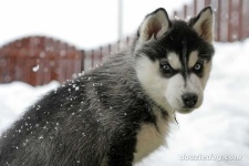 image of siberian_husky #21