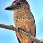 image of bird