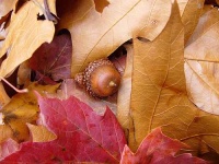 image of acorn #0