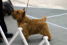 image of norwich_terrier