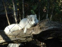 image of arctic_fox