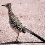 image of bird