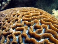 image of coral #10