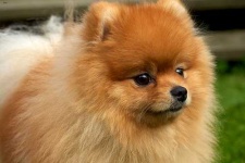 image of pomeranian #2