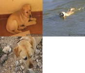 image of labrador_retriever