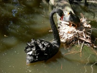 image of black_swan #7