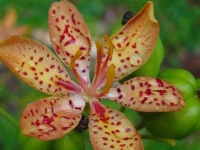 image of flower
