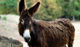 image of donkey #2