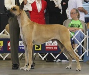 image of great_dane
