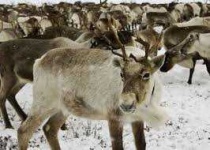 image of reindeer #52