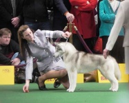 image of eskimo_dog