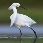 image of bird