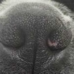 image of dog_nose