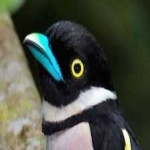 image of bird