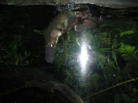 image of platypus