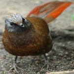 image of bird