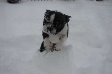 image of boston_bull