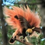 image of bird