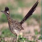 image of bird