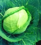 image of cabbage #14