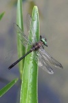 image of dragonfly