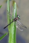 image of dragonfly #0