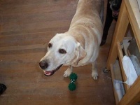 image of labrador_retriever #12