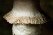 image of mushrooms
