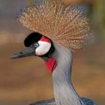image of bird