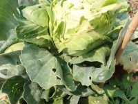 image of damage_to_cabbage_leaves