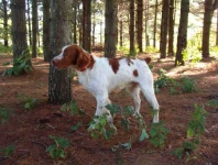 image of brittany_spaniel