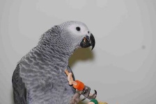 image of african_grey