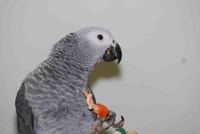 image of african_grey #17