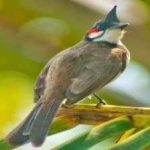 image of bird