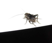 image of cricket