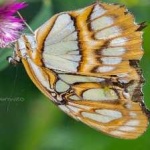 image of animal