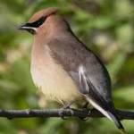 image of bird