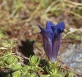 image of flower