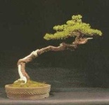 image of bonsai #30