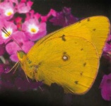 image of sulphur_butterfly