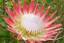 image of flower