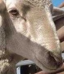 image of animal