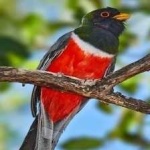 image of bird